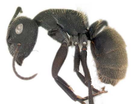 Camponotus Mus Roger