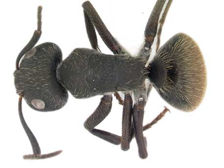 Camponotus Mus Roger